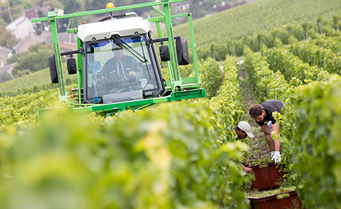 Travail dans les vignes